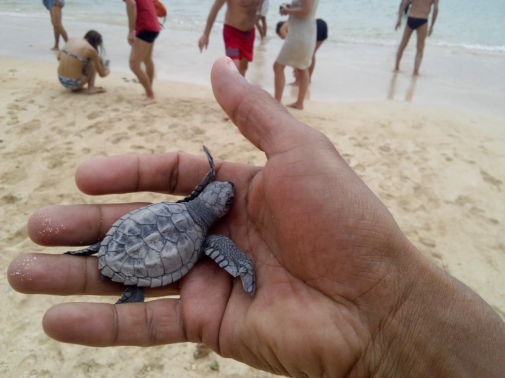 Sayuri Beach Hotel Matara Eksteriør billede